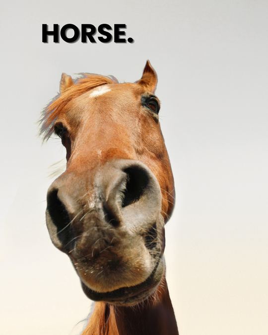 HORSE. A horse being cared for
