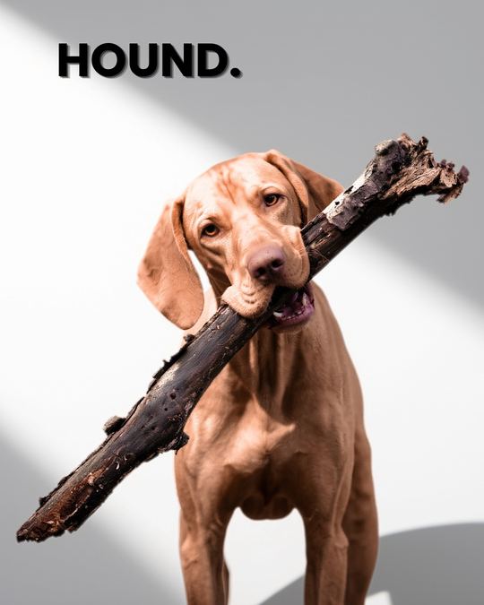 HOUND. A hound in the countryside